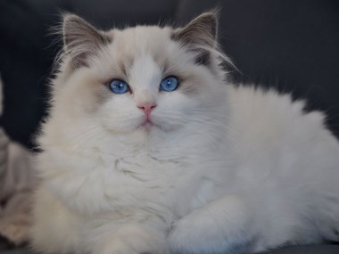 ragdoll blue bicolour hodowla avocado ragdoll cattery poland available kittens the best ragdolls. 1 (Kopiowanie)