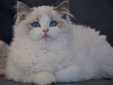 ragdoll blue bicolour hodowla avocado ragdoll cattery poland available kittens the best ragdolls. 2 (Kopiowanie)