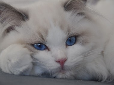 ragdoll blue bicolour hodowla avocado ragdoll cattery poland available kittens the best ragdolls. 3