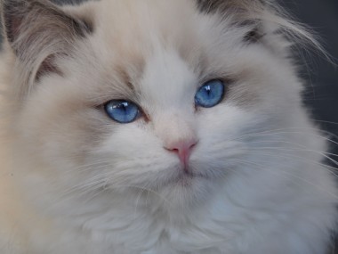 ragdoll blue bicolour hodowla avocado ragdoll cattery poland available kittens the best ragdolls. 4