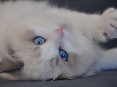ragdoll blue bicolour hodowla avocado ragdoll cattery poland available kittens the best ragdolls. 5
