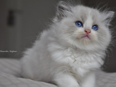 hodowla_avocado_ragdoll_blue_bicolour_ragdoll_cattery_poland_wrocław_kittens_kocięta_1_www.rag-dolls.pl_3 (Kopiowanie)