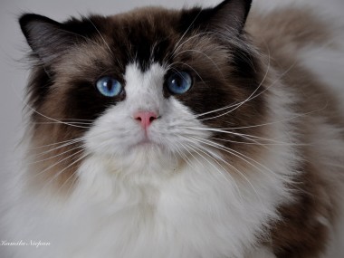 1- ragdoll-seal-bicolour-kittens-poland-avocado-cattery-ragn03-beautiful-ragdolls