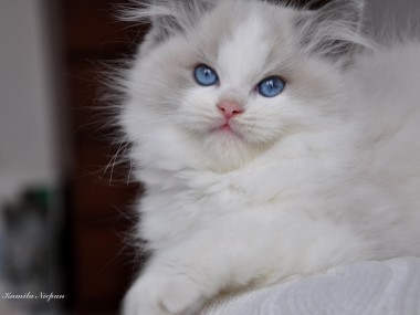 120-ragdoll-blue-bicolour-avocado-cattery-poland
