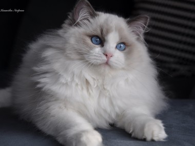 5-ragdoll-blue-bicolour-avocado-cattery-the-most-beautiful-cats-wroclaw-poland-rag-a-03